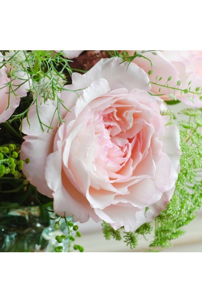 Троянда англійська Кейра